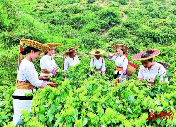 特色领航产业千重锦 集群助力新质万里通——邵阳市特色产业集群发展走笔 湖南日报版面头条(图2)
