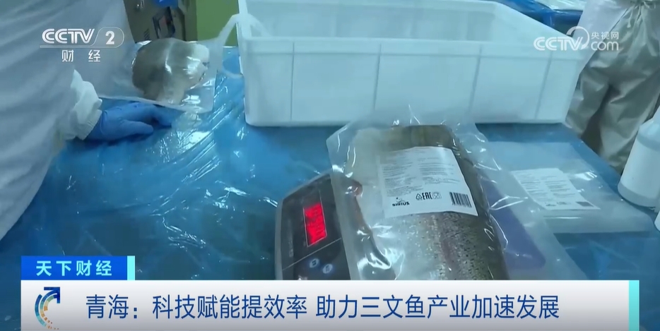 可以“扫码”的三文鱼？青海中小企业因地制宜 冷水鱼产业成功“出海”(图2)