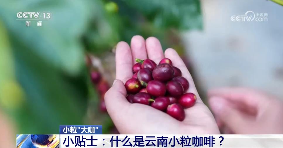 从“廉价原料”到“精品金豆”云南小粒咖啡“咖位”有多大？一文了解(图2)