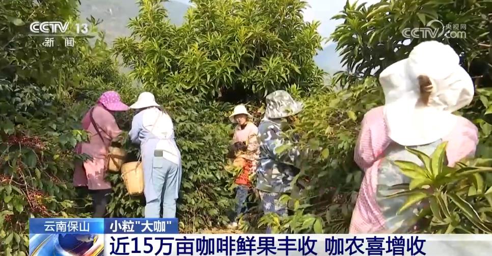 从“廉价原料”到“精品金豆”云南小粒咖啡“咖位”有多大？一文了解(图1)