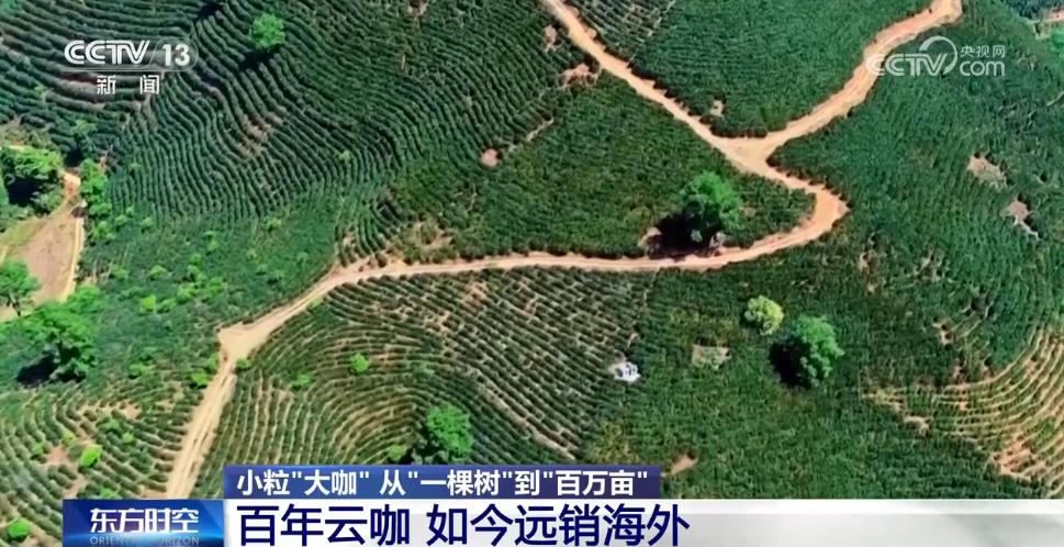 从“廉价原料”到“精品金豆”云南小粒咖啡“咖位”有多大？一文了解(图3)