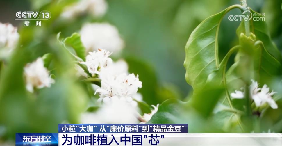 从“廉价原料”到“精品金豆”云南小粒咖啡“咖位”有多大？一文了解(图4)