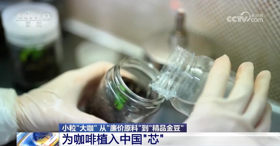 从“廉价原料”到“精品金豆”云南小粒咖啡“咖位”有多大？一文了解(图5)