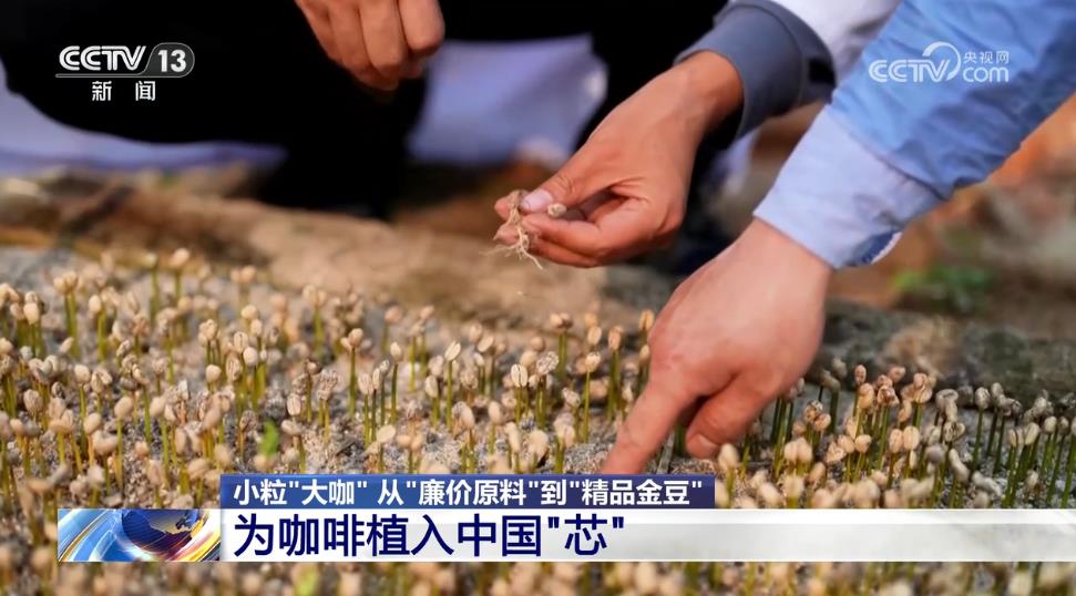 从“廉价原料”到“精品金豆”云南小粒咖啡“咖位”有多大？一文了解(图6)