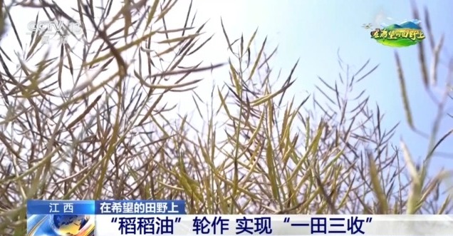 在希望的田野上丨东北春播进度近三成一键查看各地农业生产进度条→(图5)