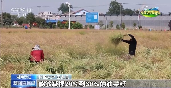 在希望的田野上丨东北春播进度近三成一键查看各地农业生产进度条→(图6)