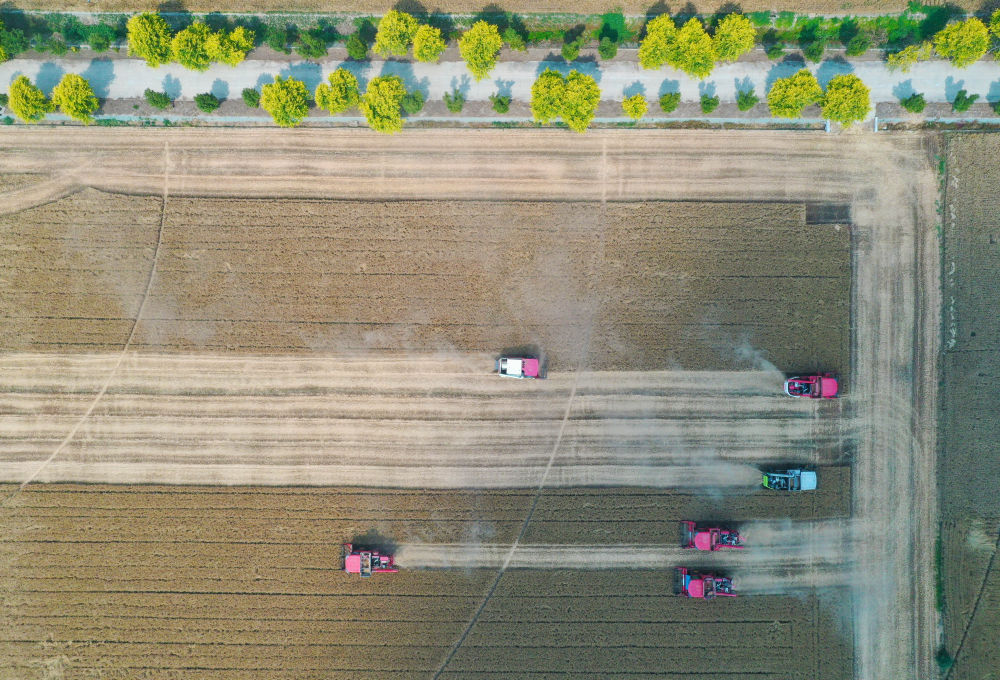 “三夏”生产一线观察｜田间好“丰”景夏收正当时(图6)
