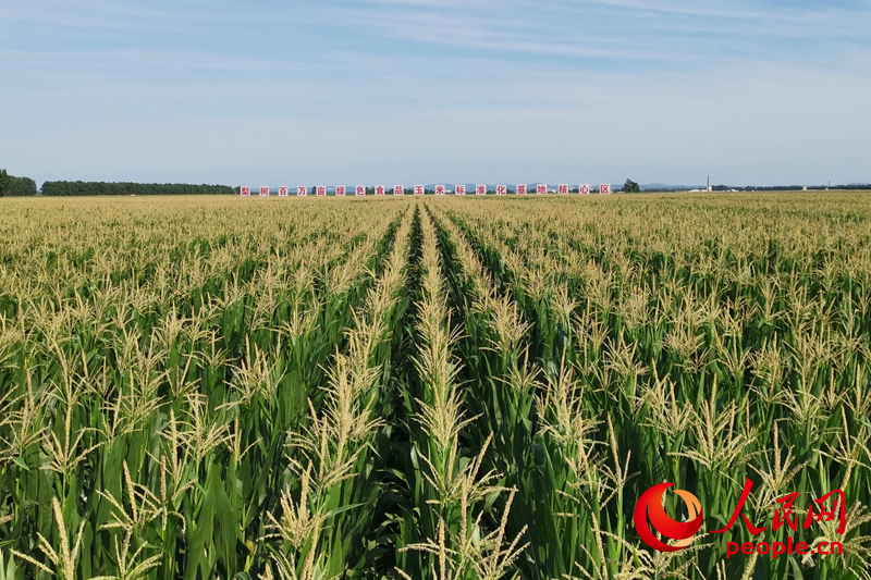 白山松水好“风光”(图5)